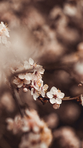 Blumen im Frühjahr - DSC_8001.jpg