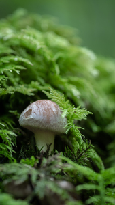 Pilze und Waldboden - DSC_8978.jpg