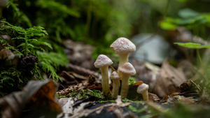 Pilze und Waldboden - DSC_8980.jpg